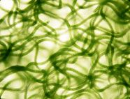 海洽會展商推介丨博露生物,致力科技創(chuàng)新研發(fā)